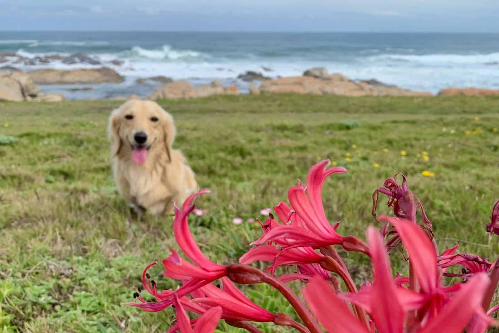 red Candelabra flower and Cream Long haired Dachshund