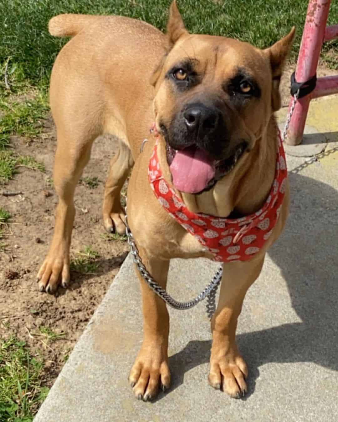 red cane corso