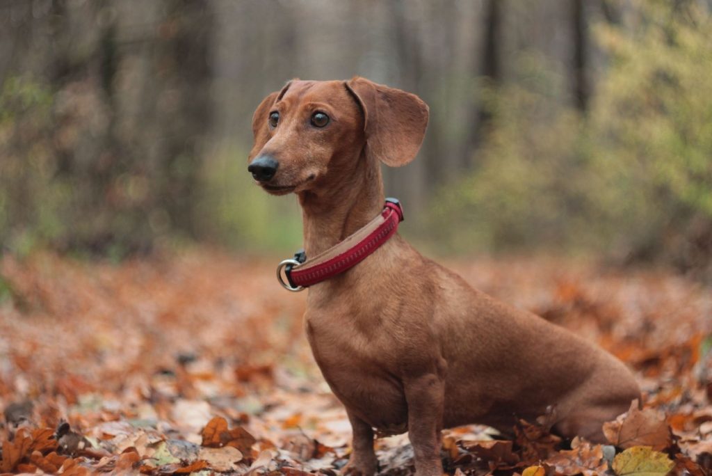 Are Dachshunds Aggressive? How To Cope With Such Behaviour