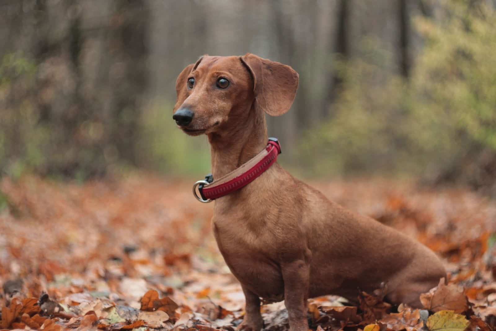 red dachshund standing in the autumn forest