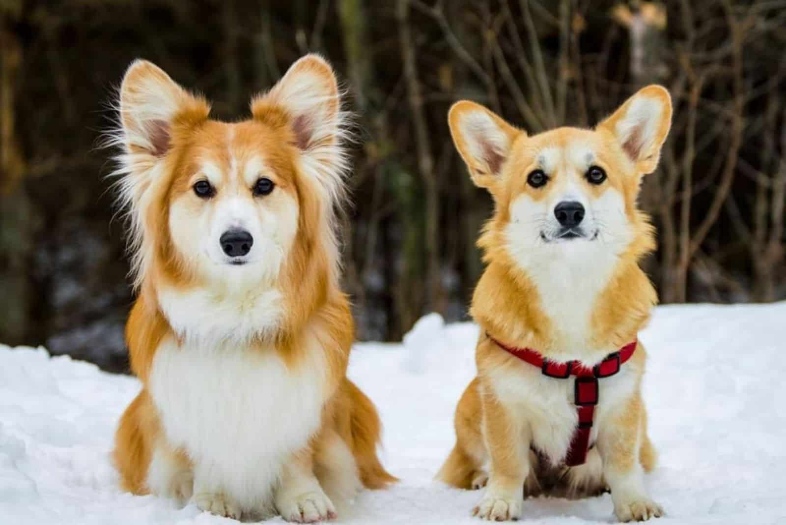 regular coat corgi vs fluffy corgi