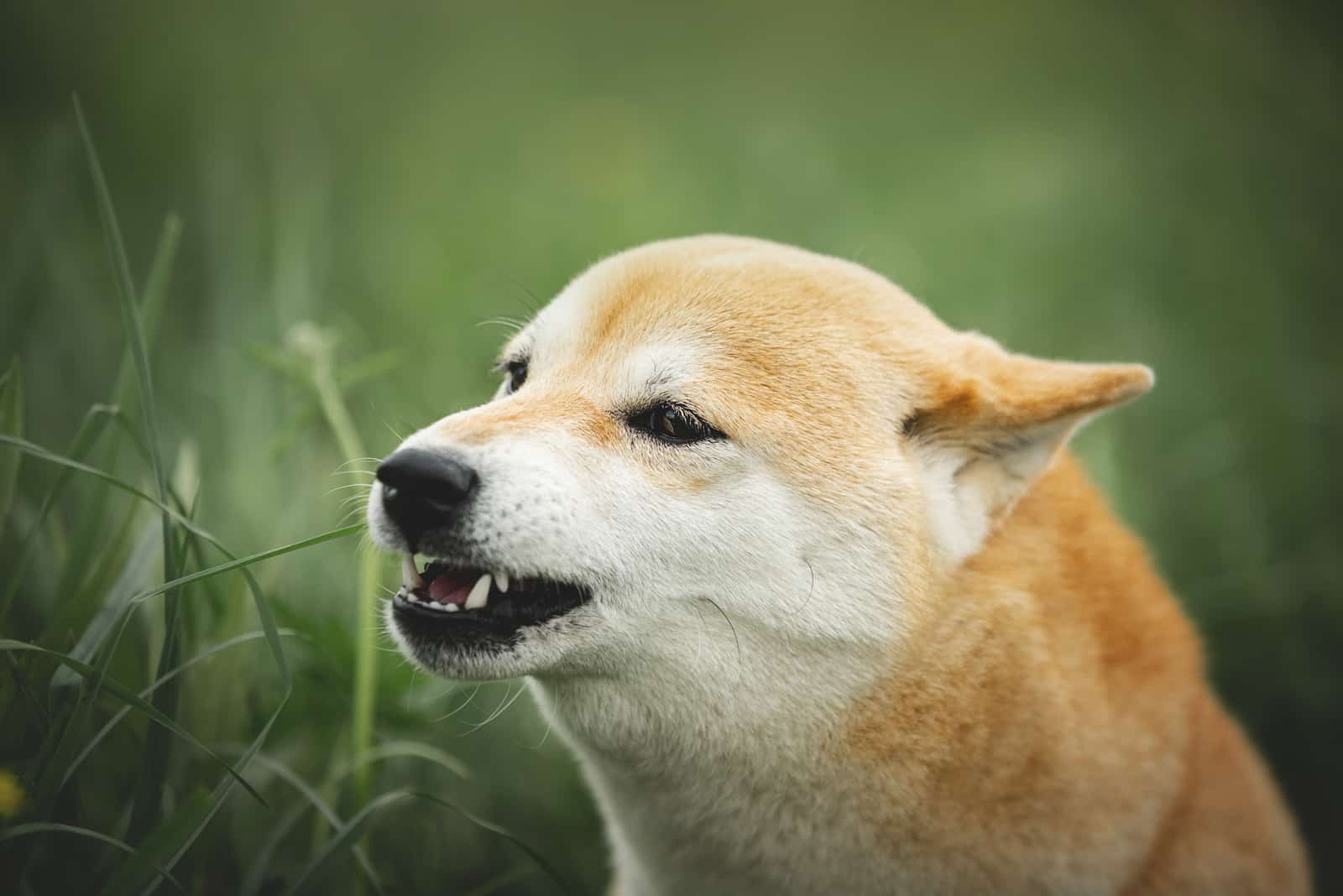 roaring shiba inu dog in the green grass
