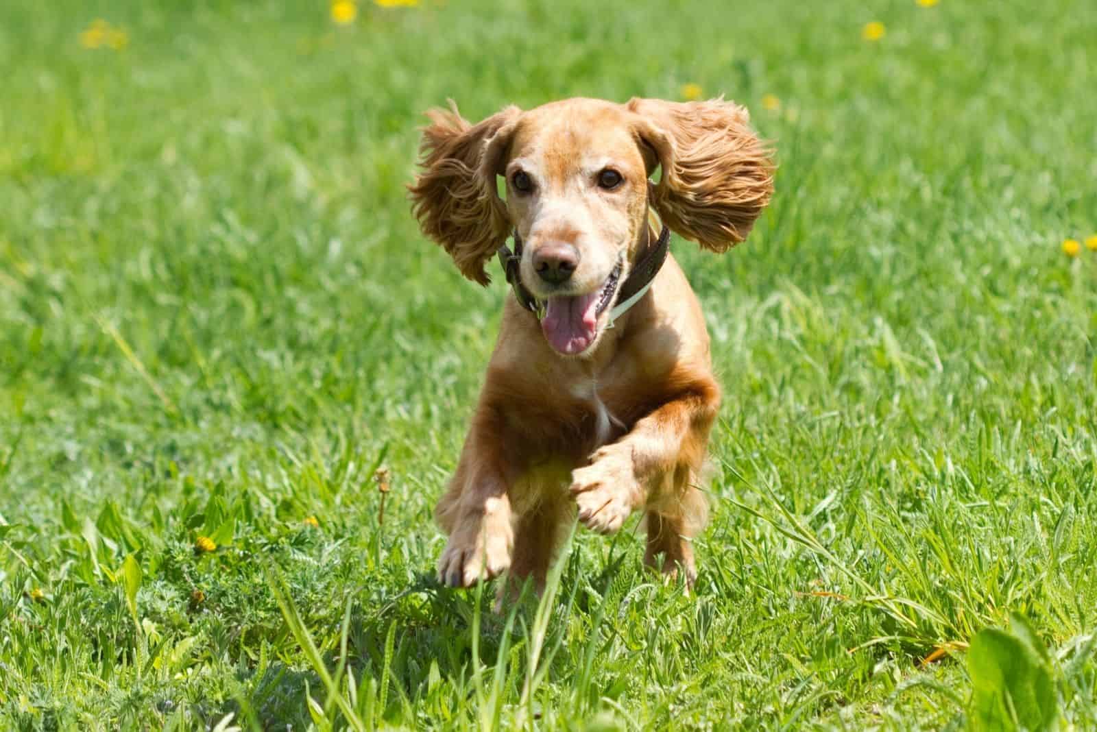 running cocker spaniel playing in the meadows