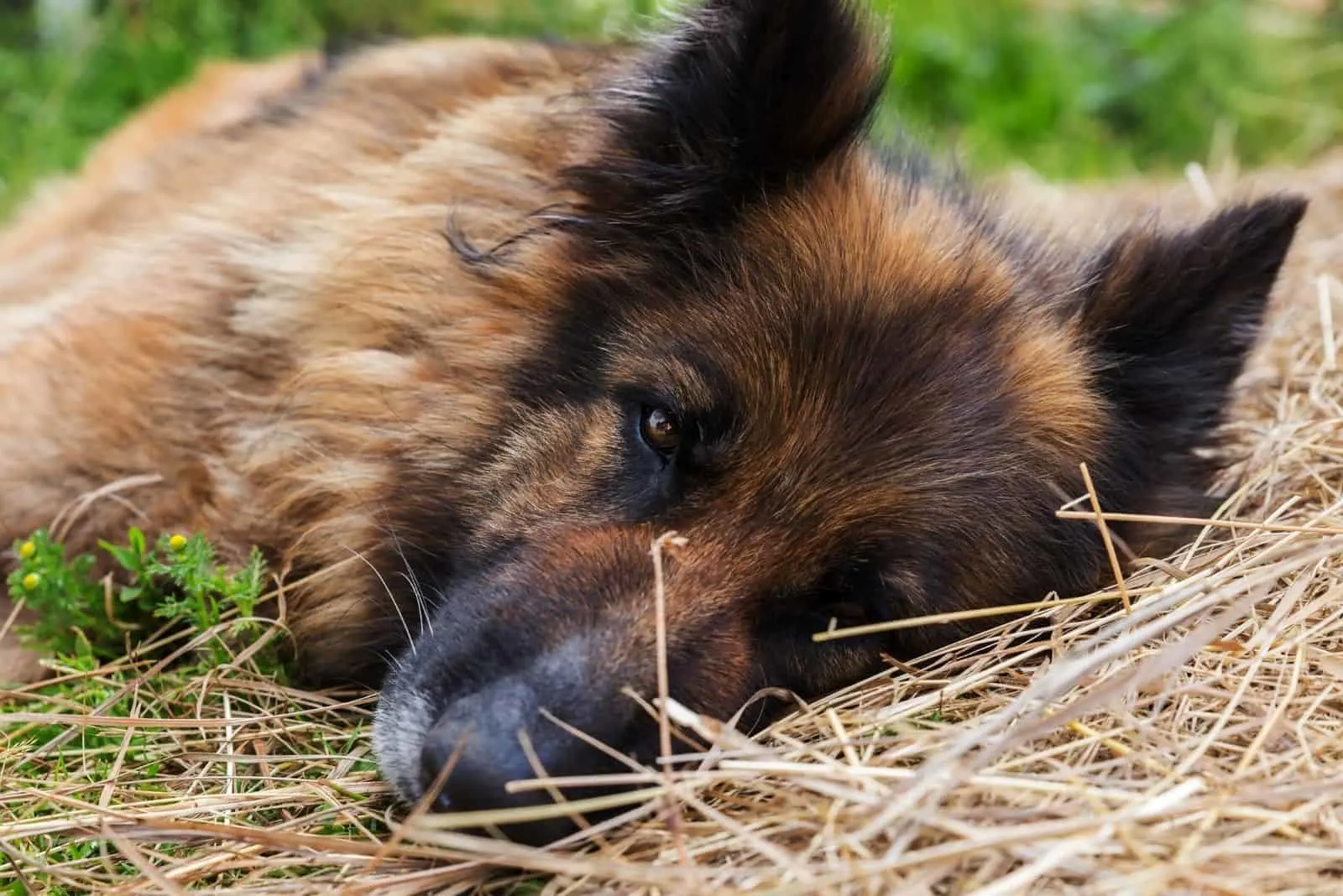 sad sick dog german shepherd lying down in the hay looking at the camera