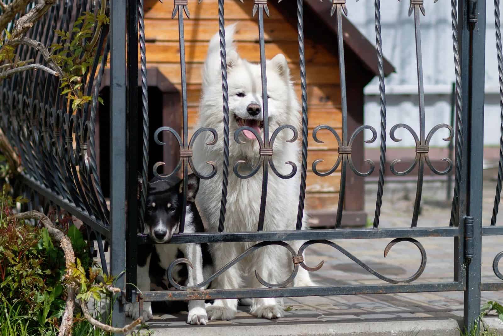 samoyed and a purebred dog standing behind the railing with a doghouse at the back
