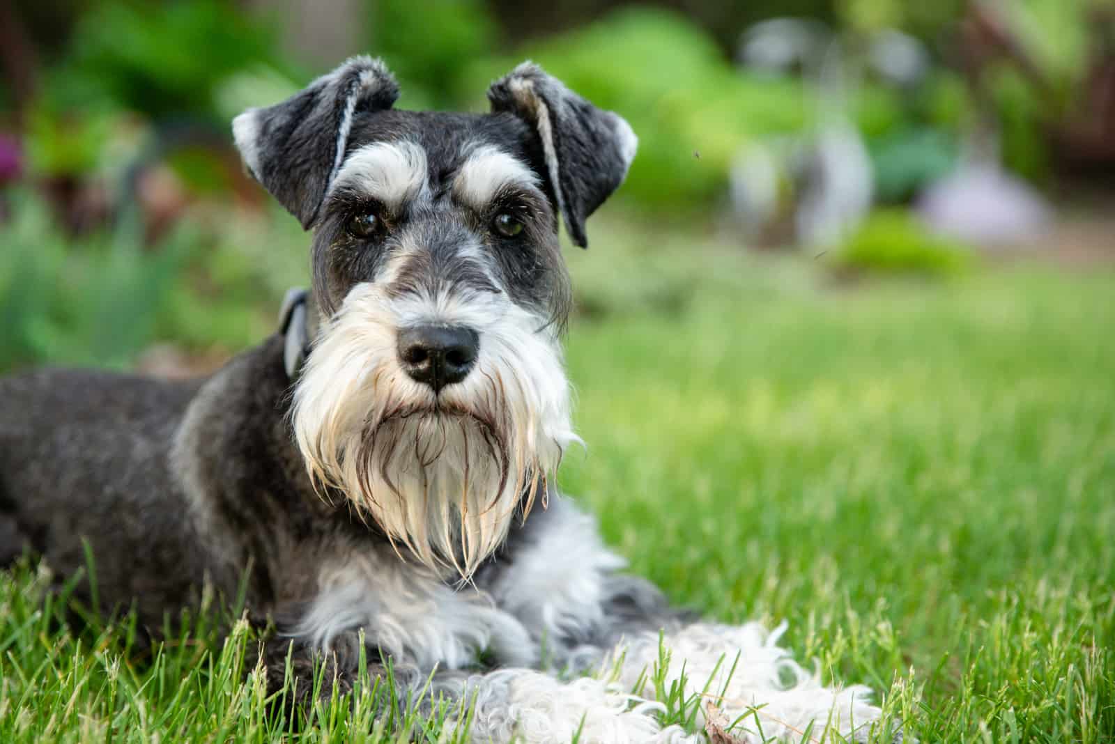 schnauzer laying on green grass