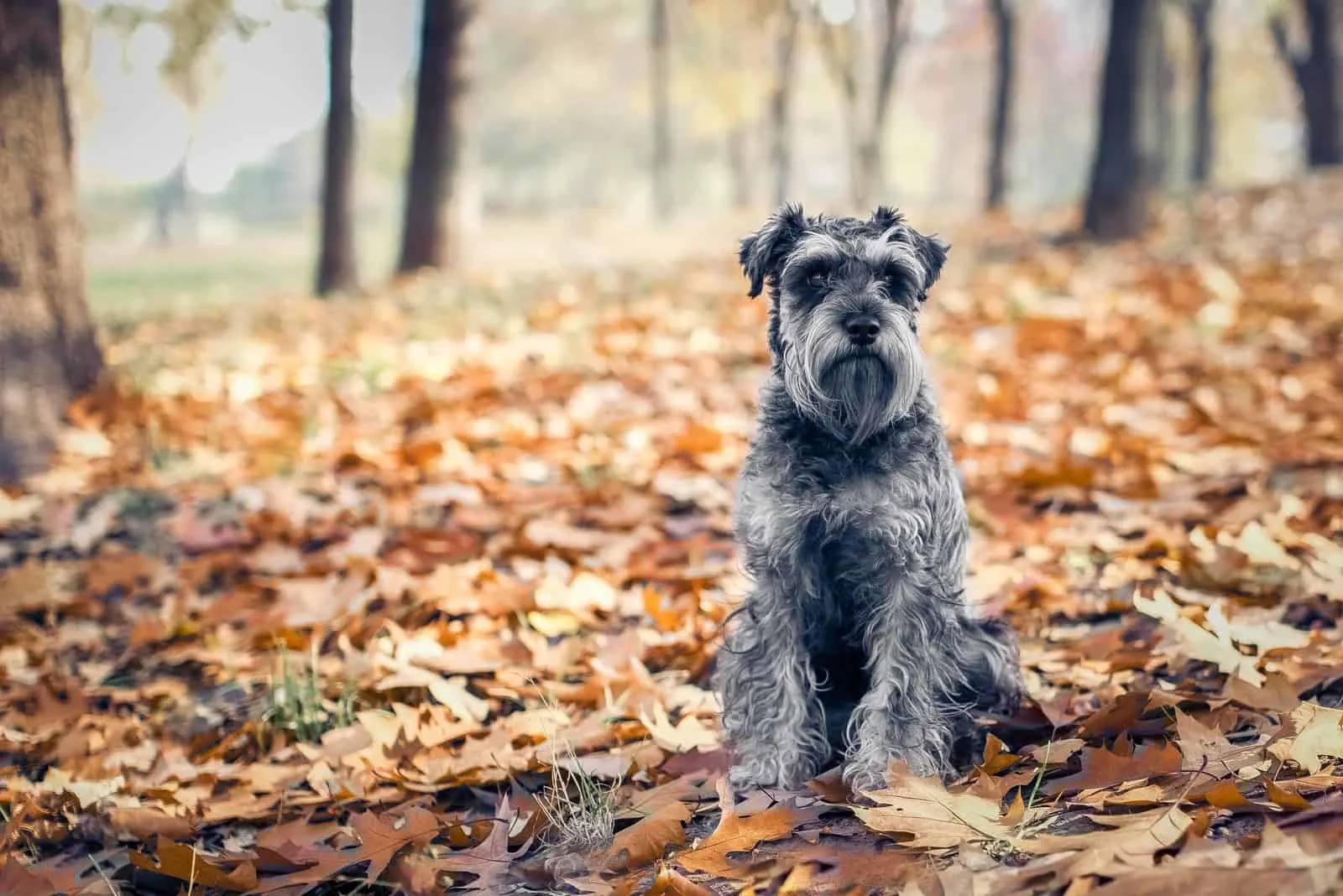 schnauzer sitting on the leaves in the autumn park