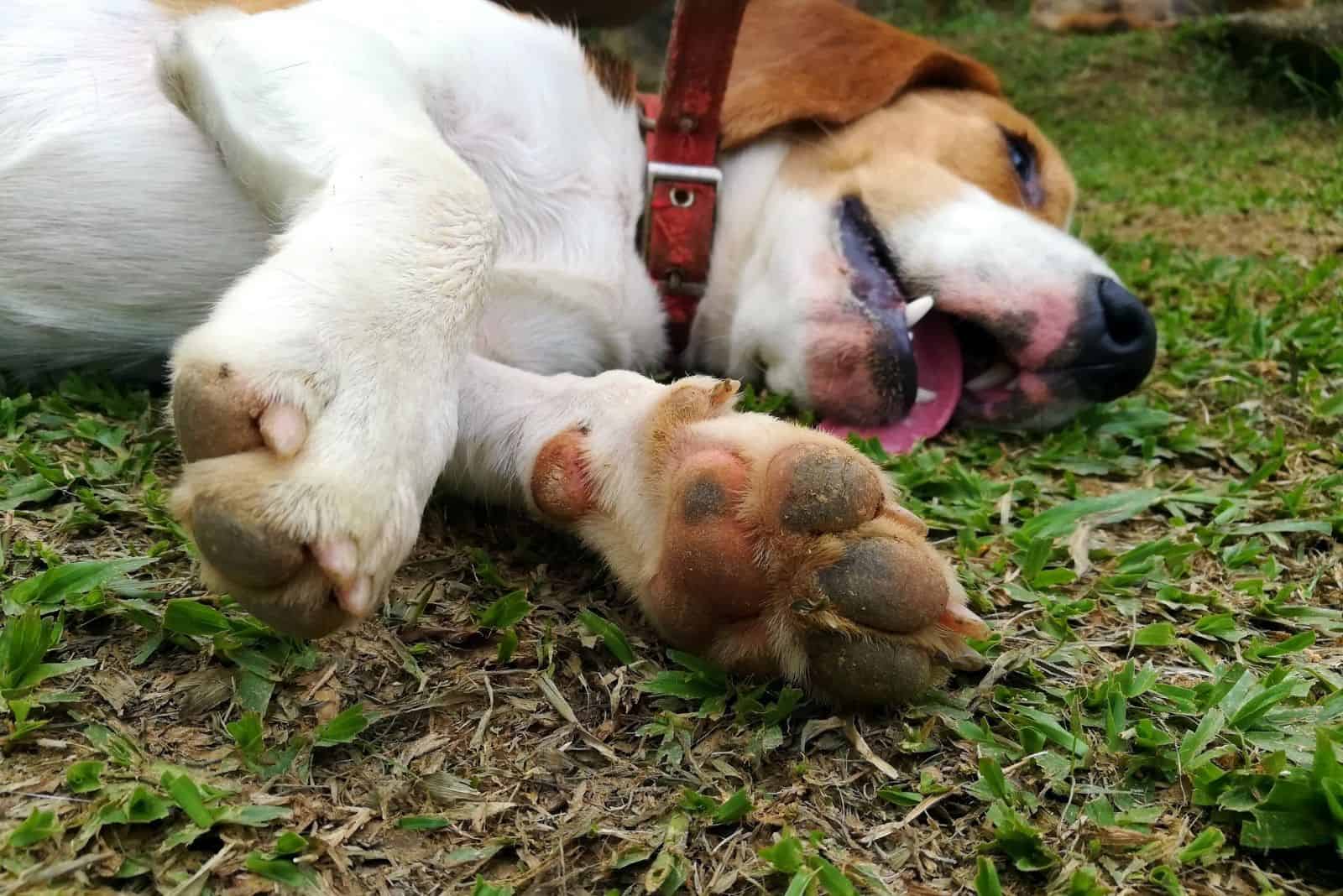 selected focus puppy playing dead with tongue out in the grass