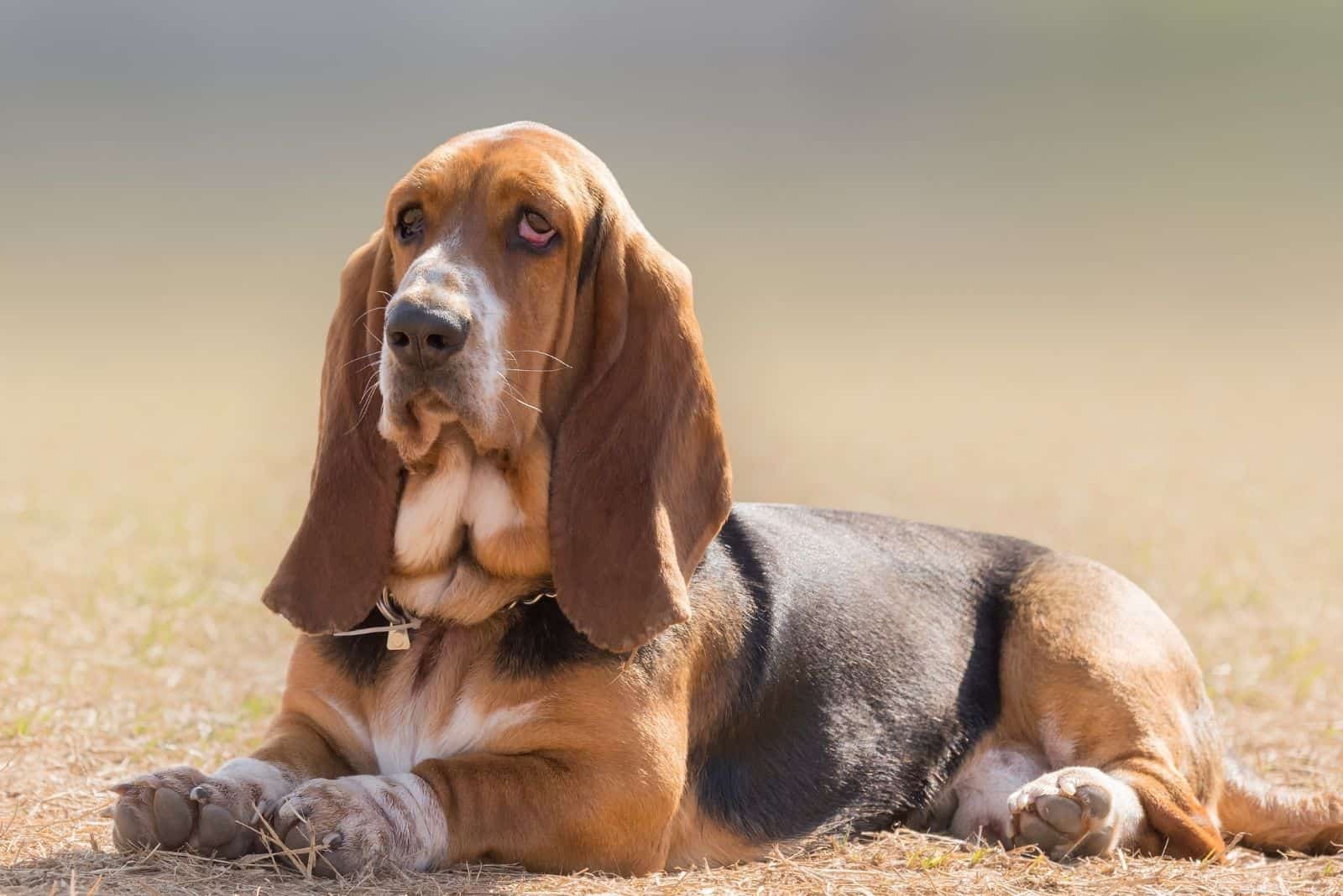 serious basset hound posing in a cute funny look