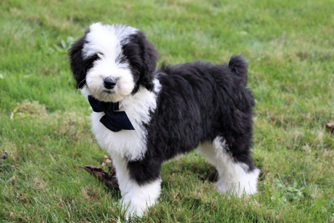 Top 8 Sheepadoodle Breeders Puppy Price & Other Info