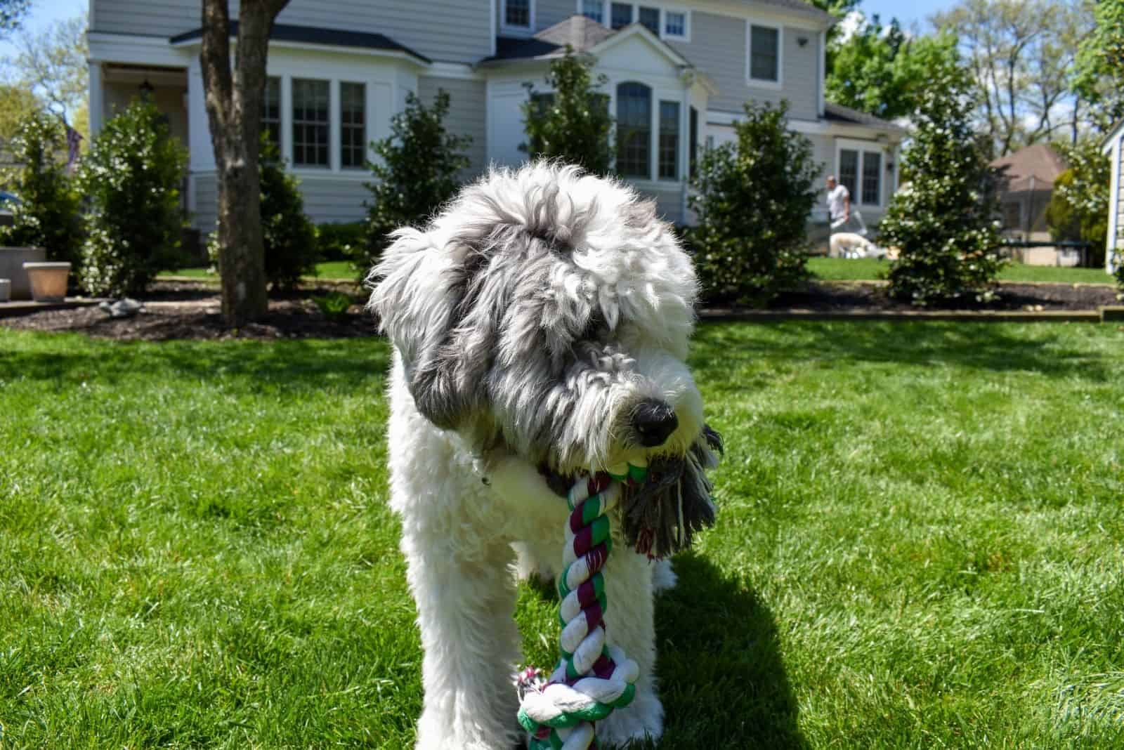 sheepadoodle puppy playing