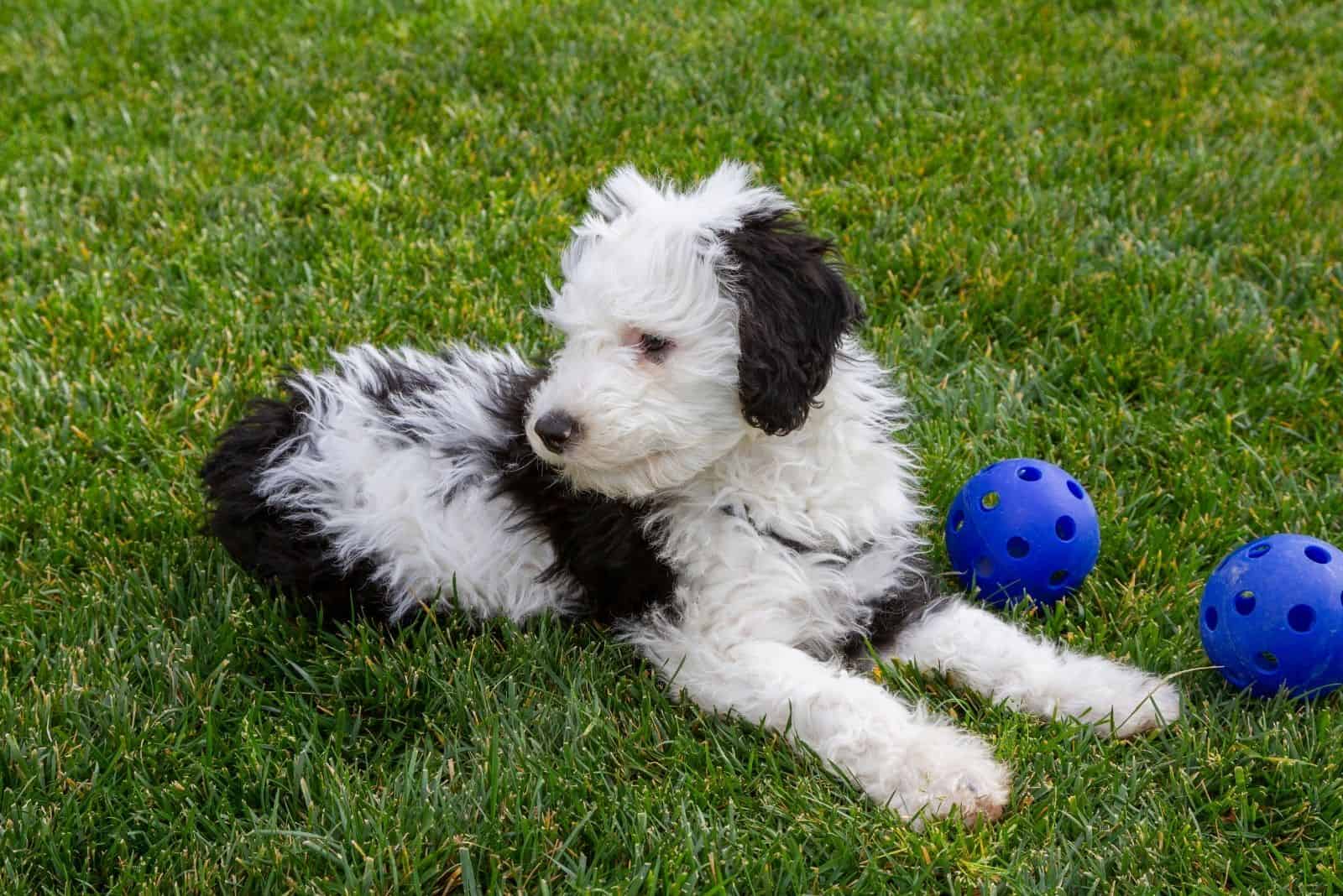 sheepdog poodle mix