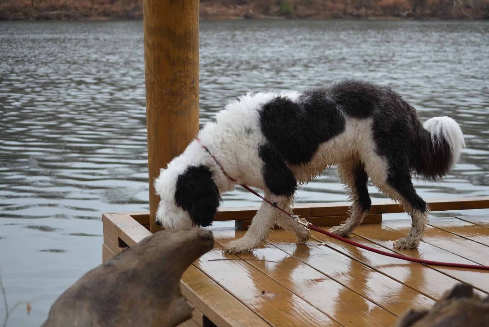 sheepdoodle at the dock at the river