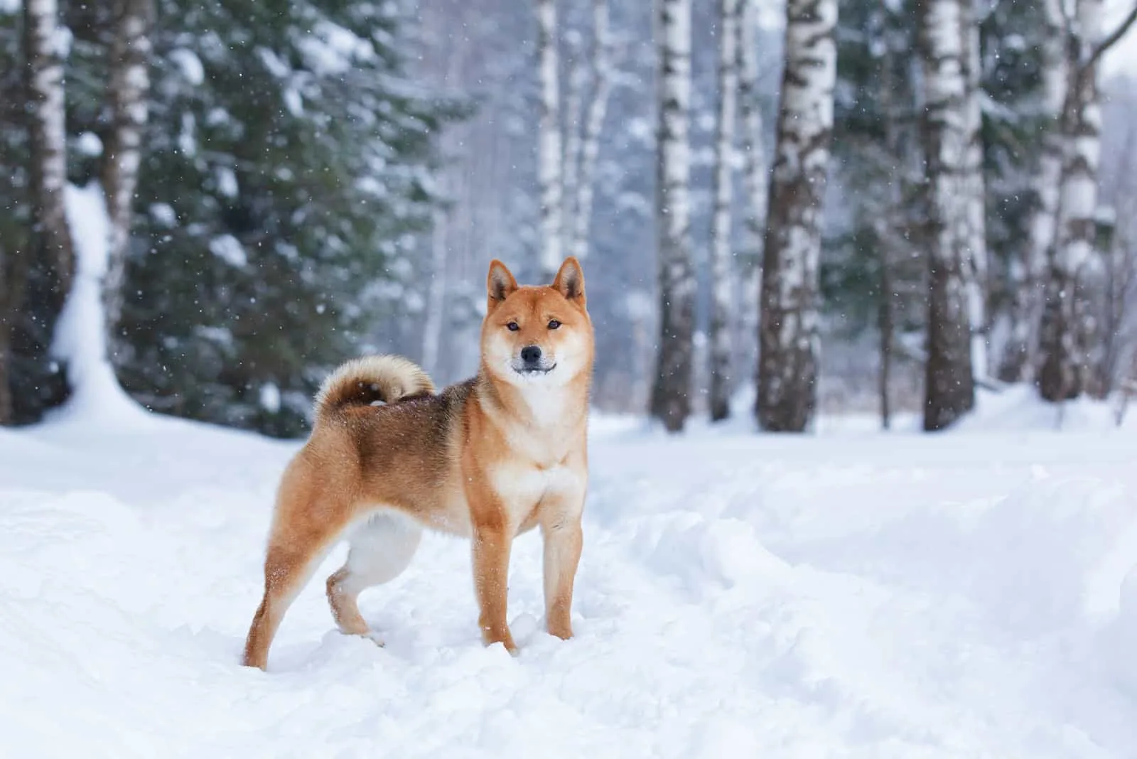shiba inu dog in winter snow forest