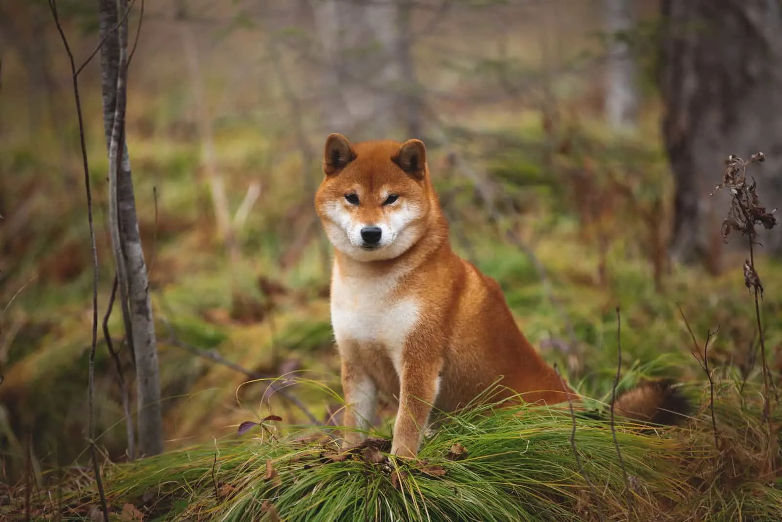 shiba inu dog sitting on the grass in the forest