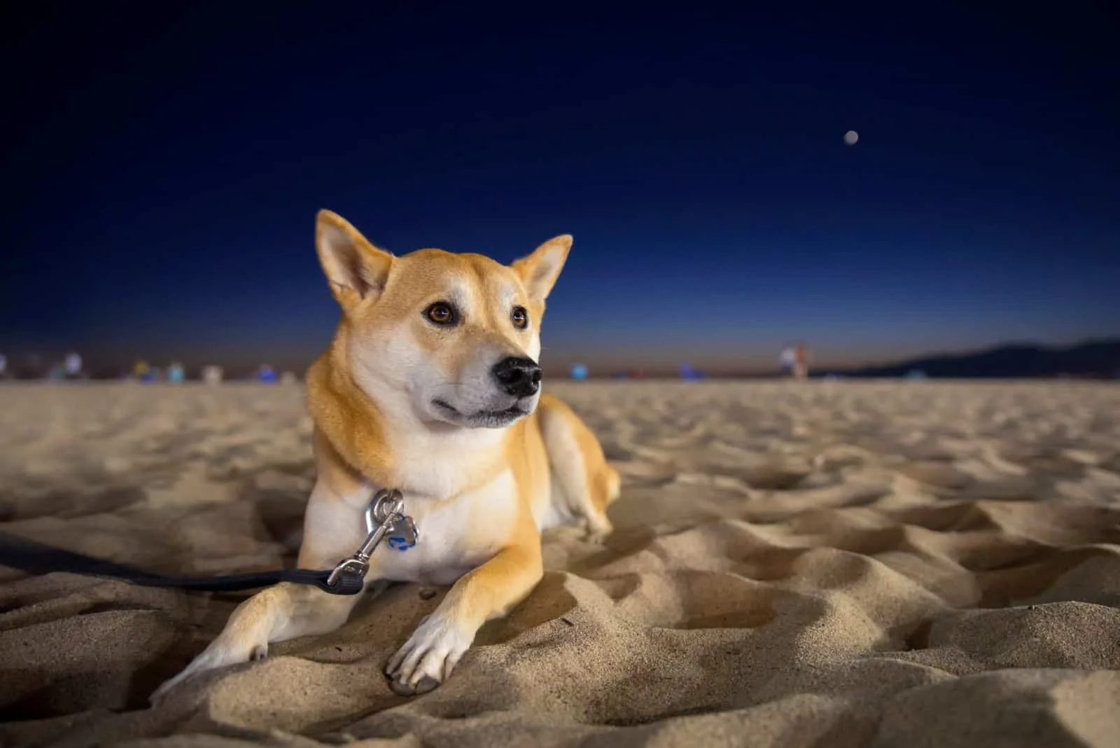 shiba inu on the beach lying down with a leash in the night