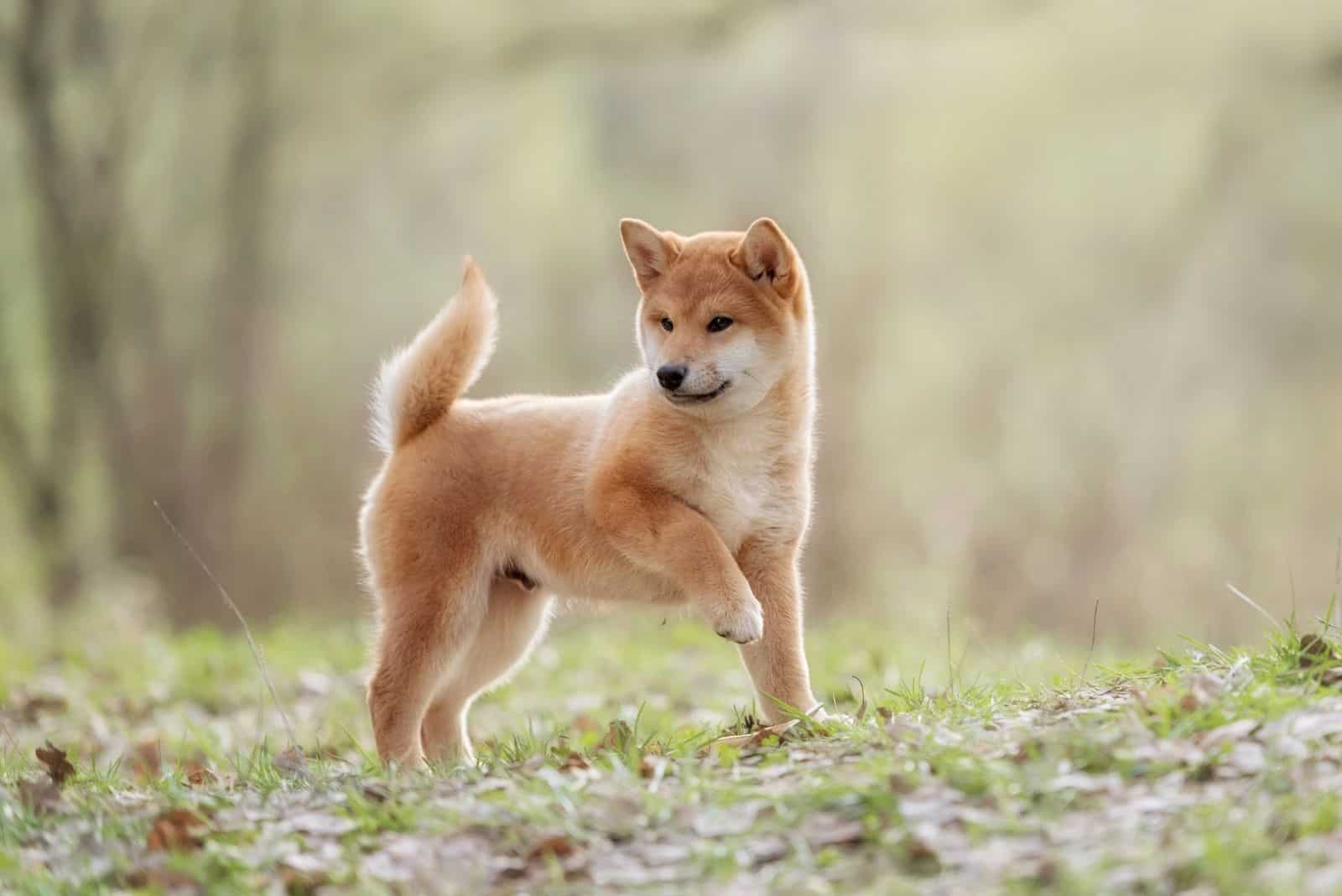 shiba inu portrait standing in the woods