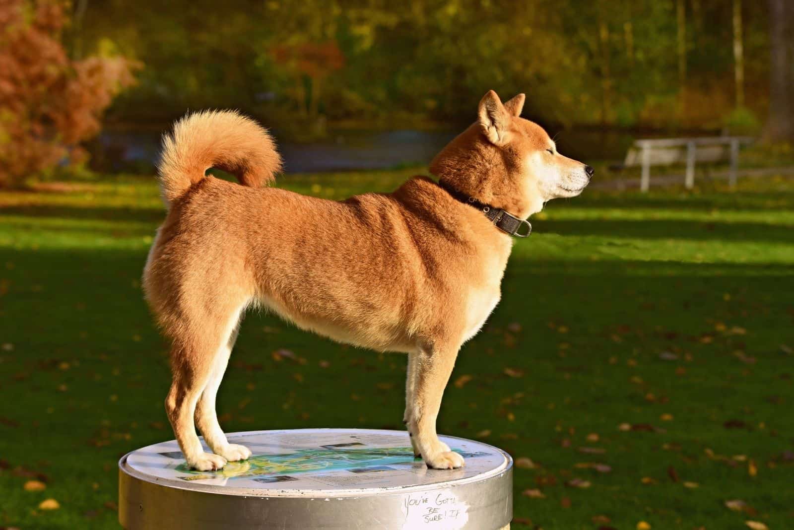 shiba inu dog standing in a circle platform in sideview