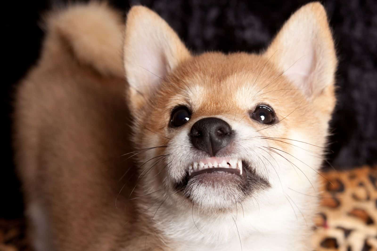 shibu inu puppy growling and showing her teeth