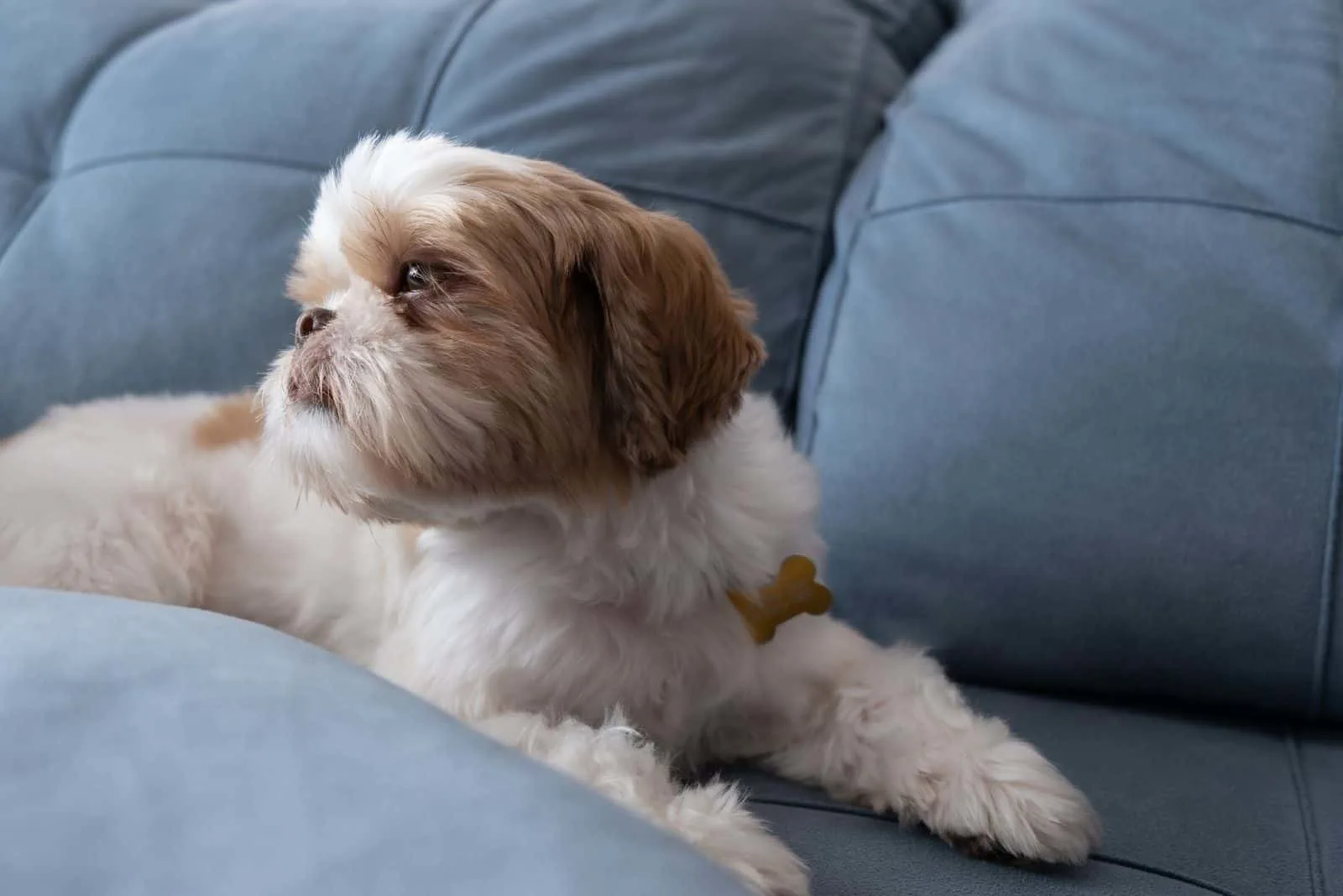 shih tzu dog lying and resting on the sofa looking to the side.