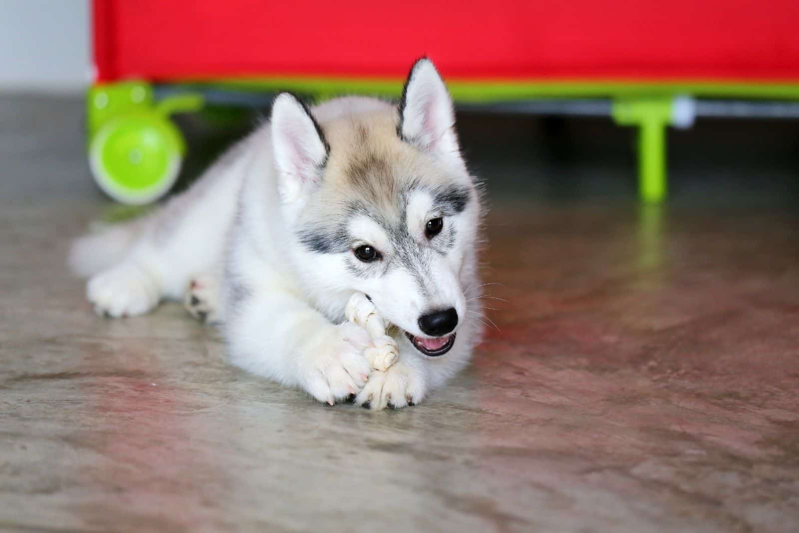 siberian husky chewing treats inside the livingroom