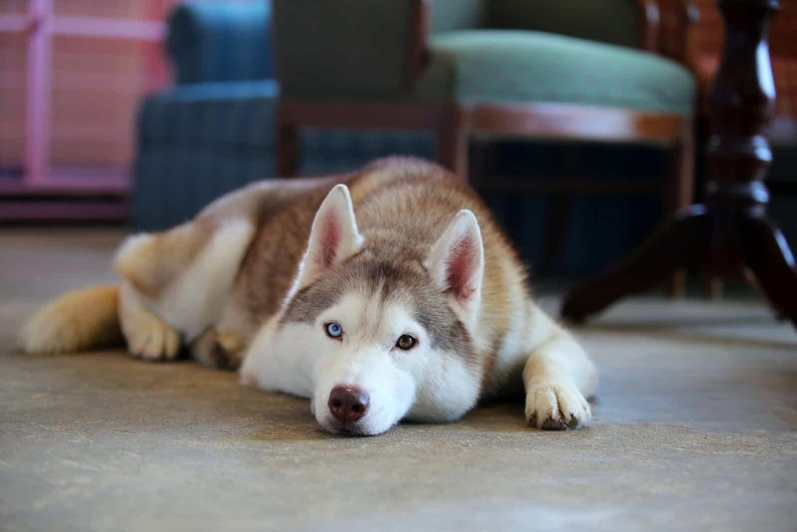 siberian husky dog lying down on the floor of the livingroom 