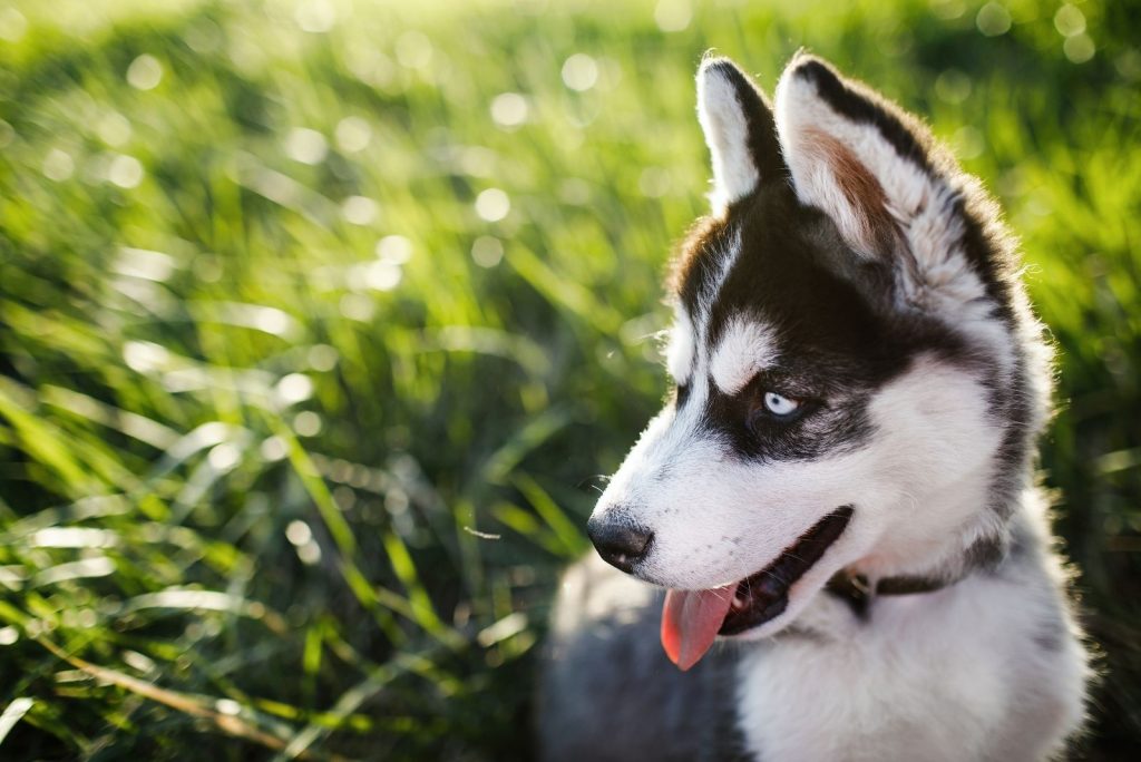 A Teacup Husky Everything You Need To Know About This Dog