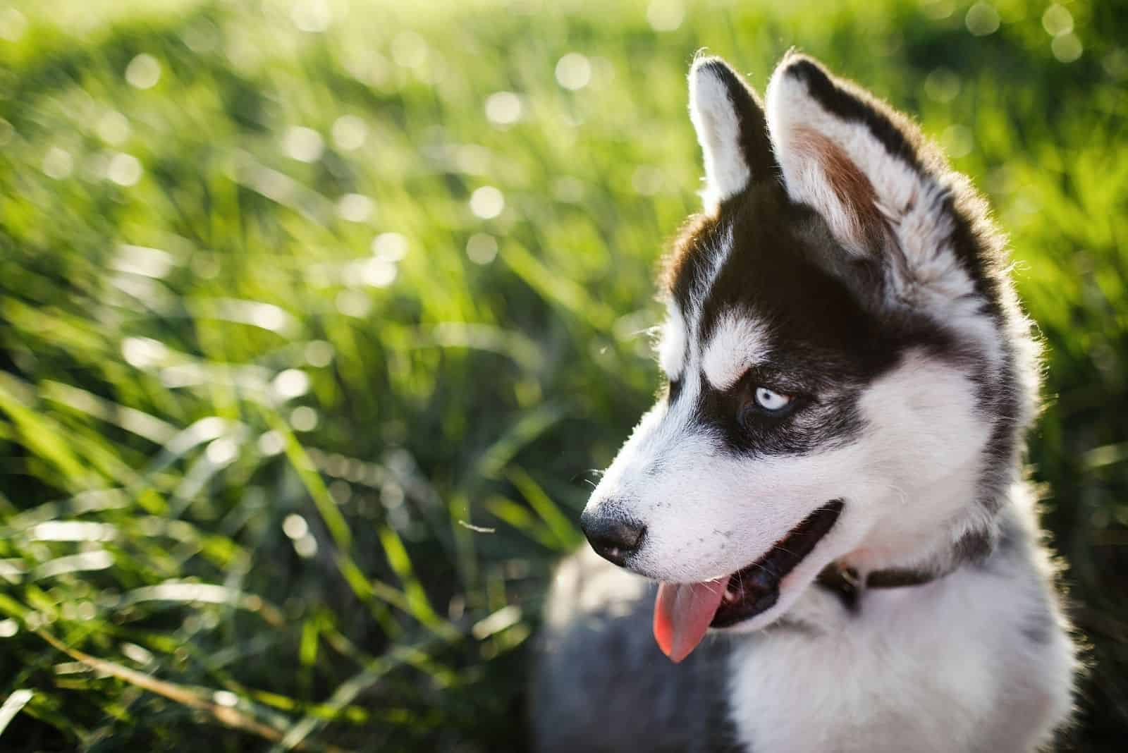 siberian husky dog small and cute standing outdoors