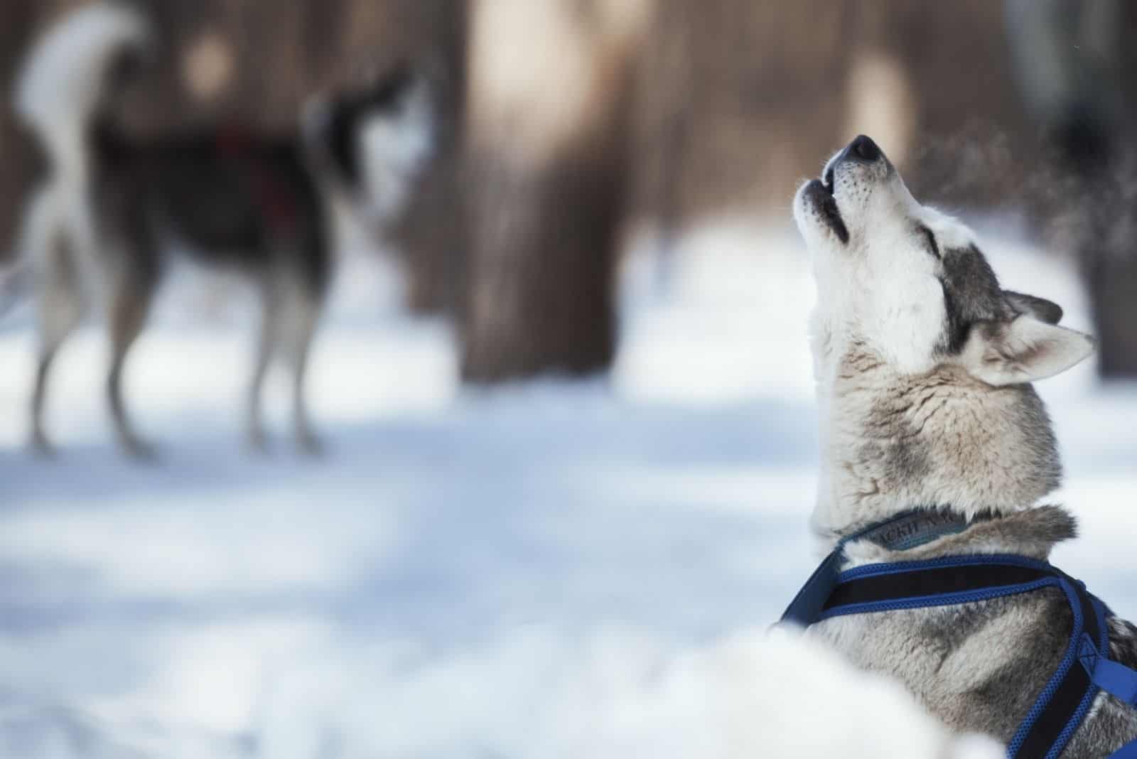 siberian husky howls calling another dog in the snow