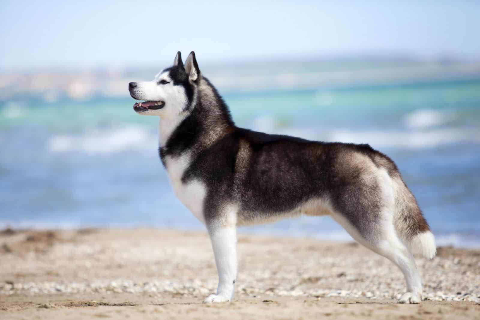siberian husky on beach standing sideview