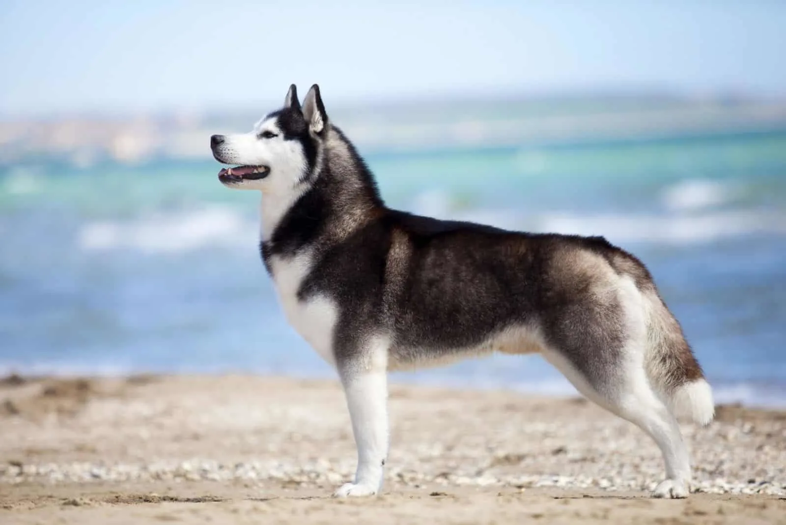 siberian husky on beach standing sideview