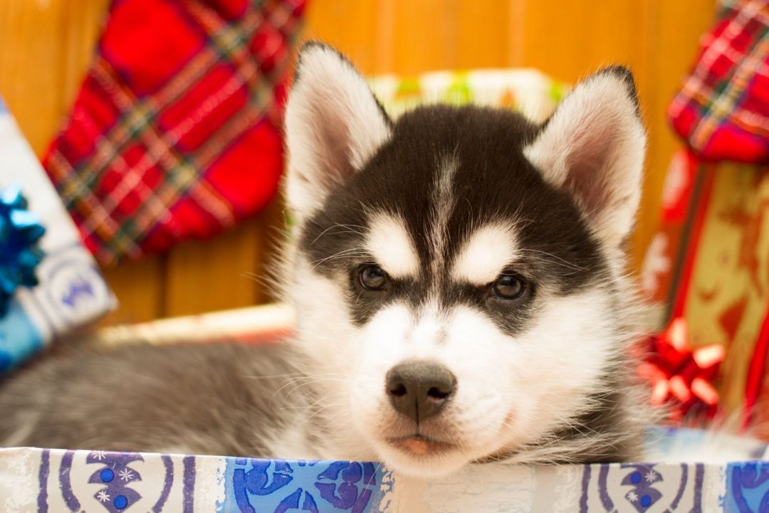 A Teacup Husky Everything You Need To Know About This Dog