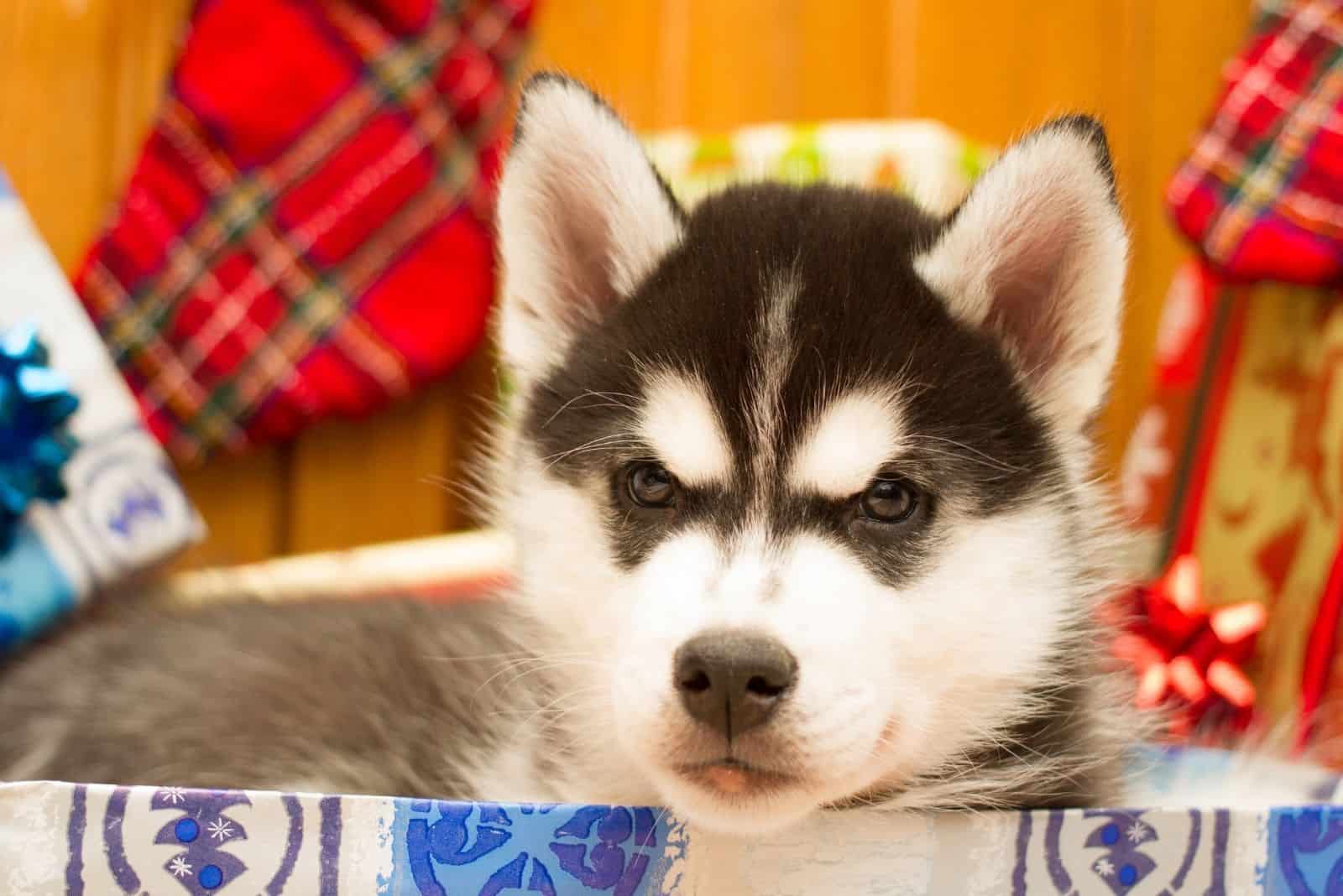 siberian husky puppy inside the christmas box