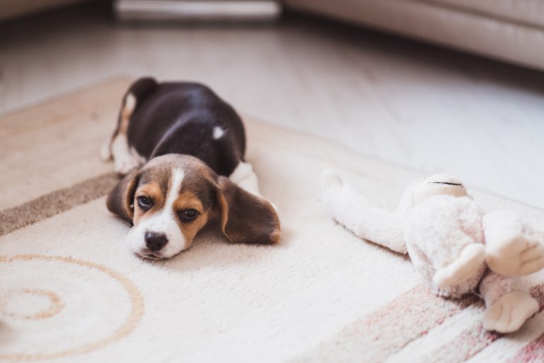 Beagle Lifespan And Common Health Issues Explained
