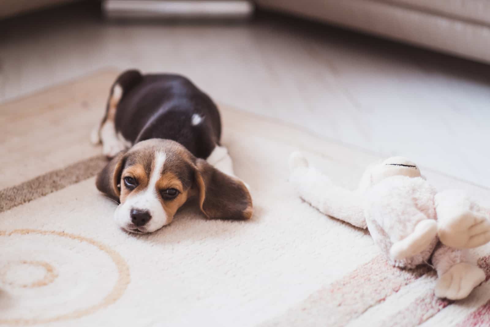 small beagle puppy lying on the floor
