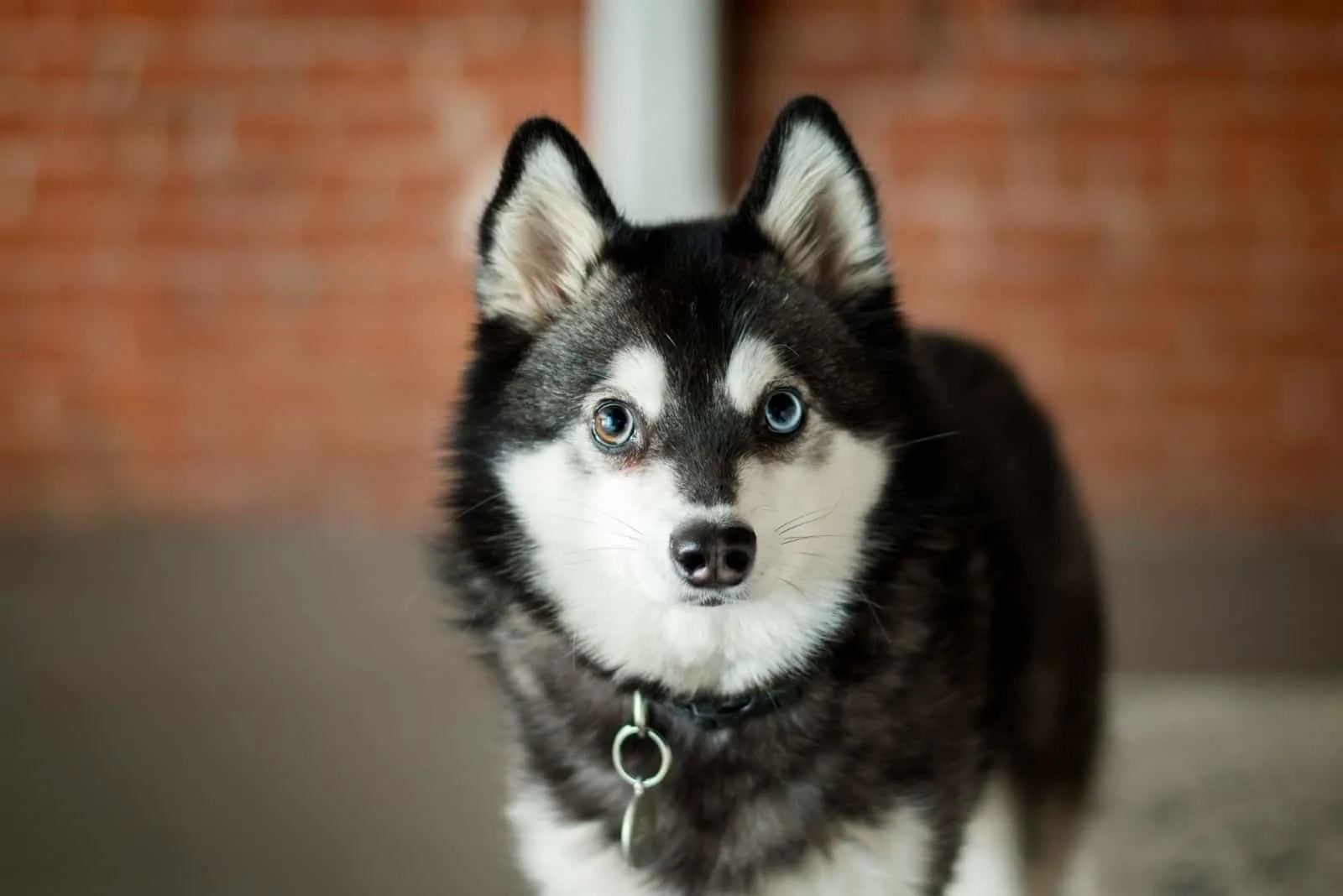 small husky on leash looking at the camera