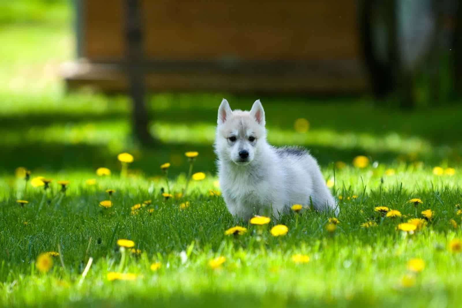 small siberian husky walking on the green garden lawn