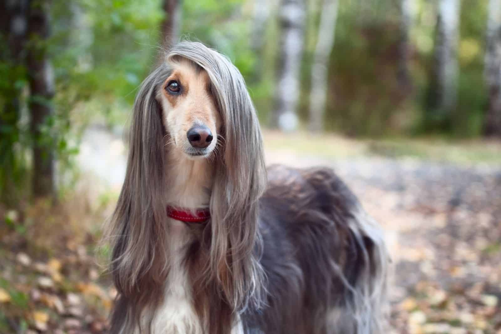 smart afghan hound standing in autumn forest with long bang closes her one eye