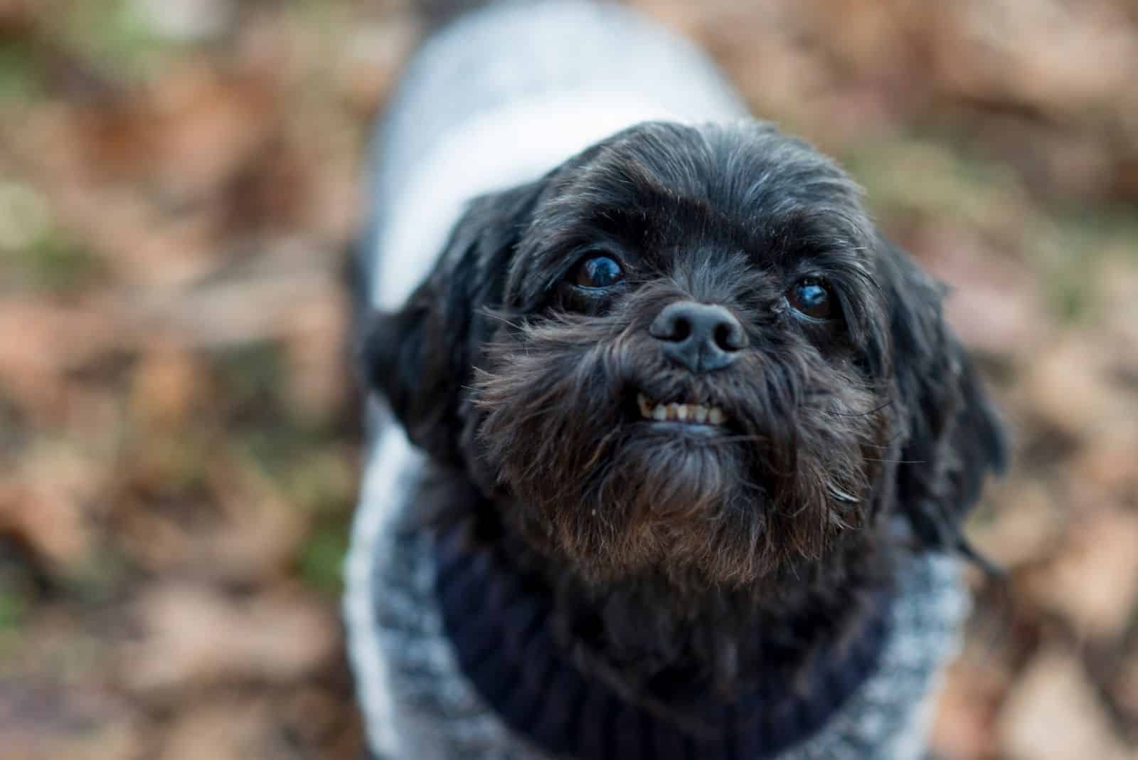 Black Shih Tzu: Is This The Most Adorable Color In This Breed?