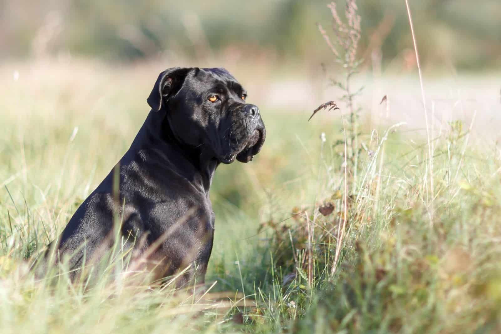 stern italian cane corso sitting in the green lawn and looking at a distance