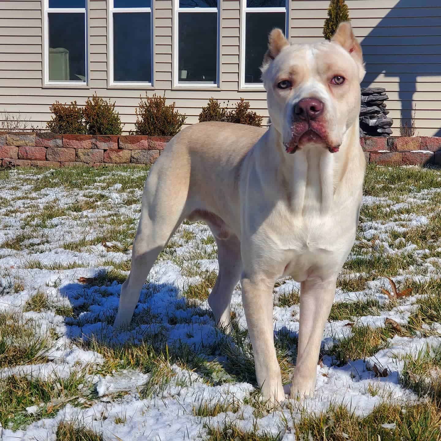 straw cane corso