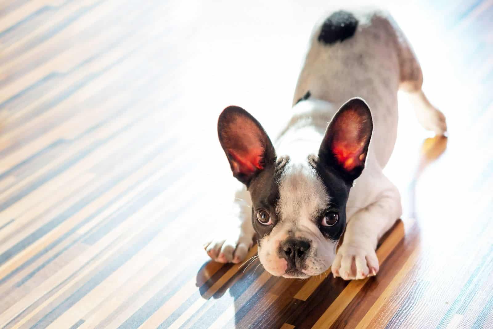 stubborn French bulldog puppy on the floor at home