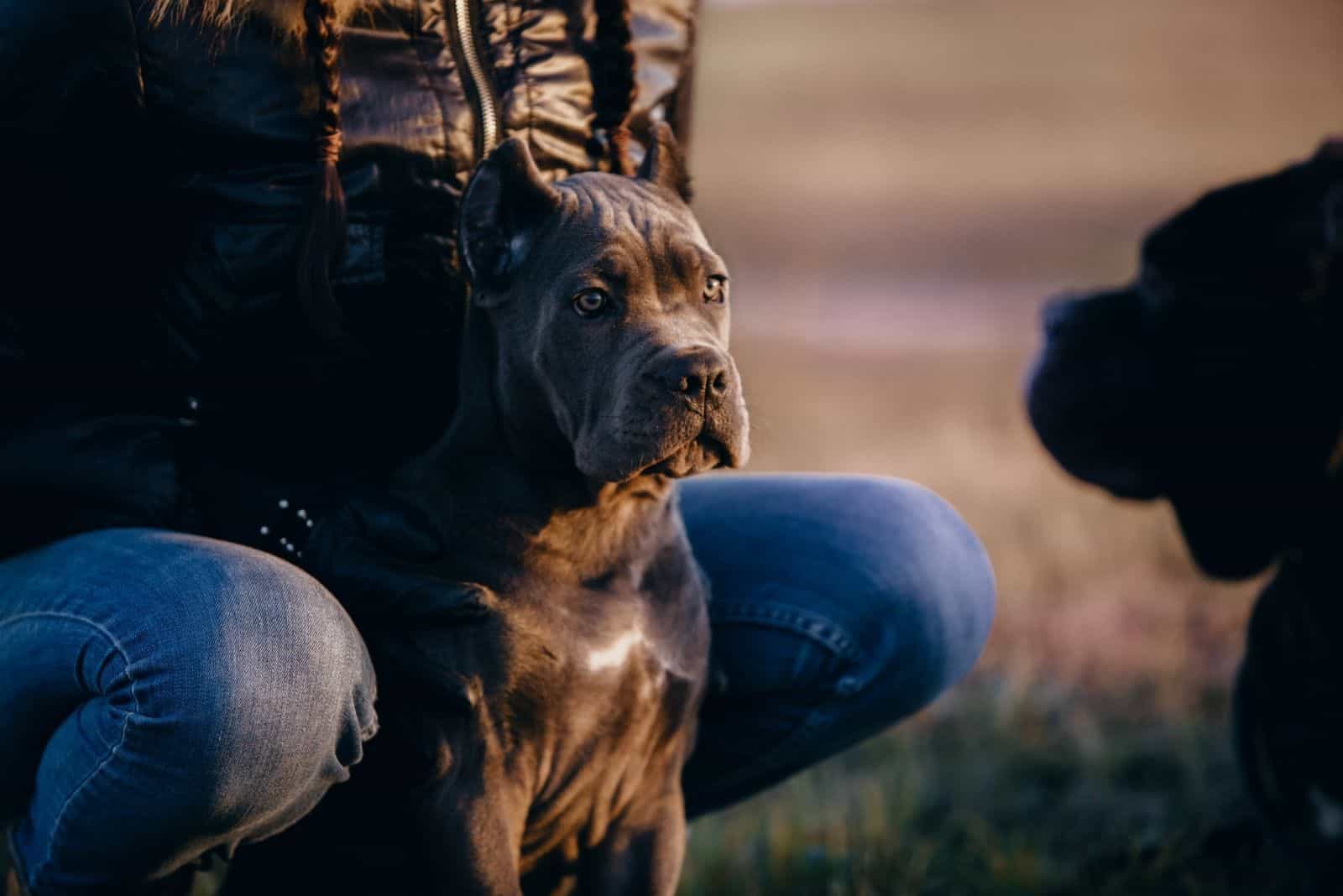 sweet italian cane corso looking at other dog standing near a man 