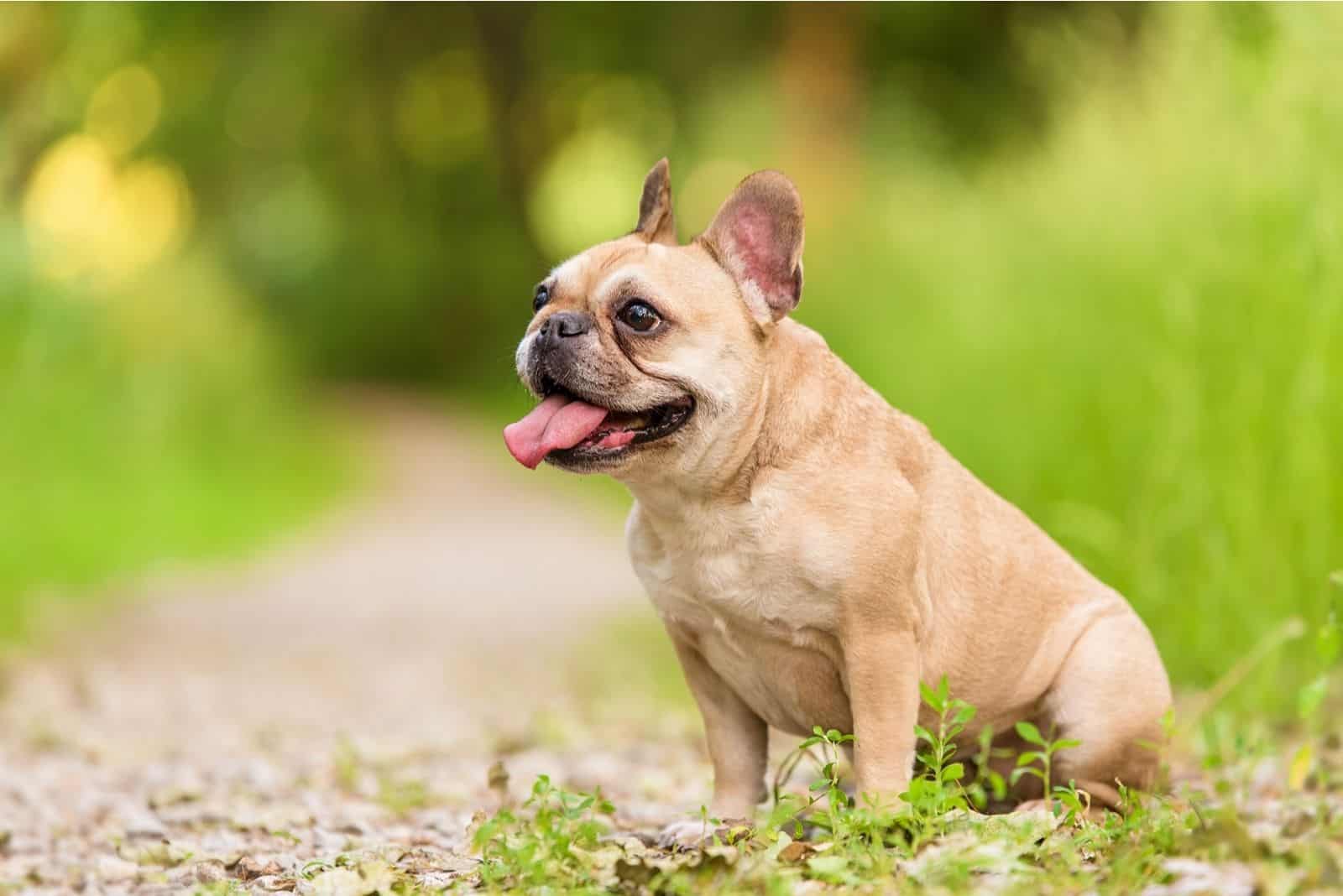 tan french bulldog sitting outdoors near the grasses