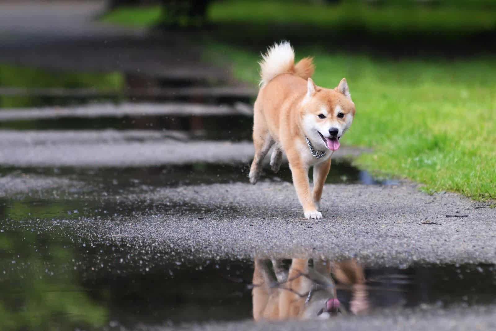 tan shiba inu dog jumping in the road