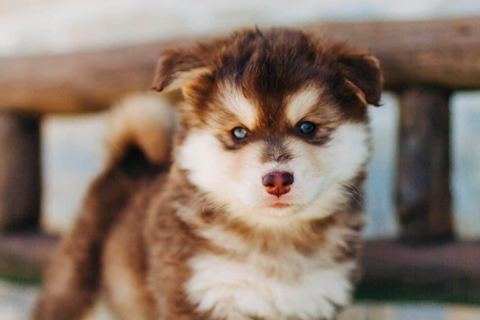 teacup pomeranian husky
