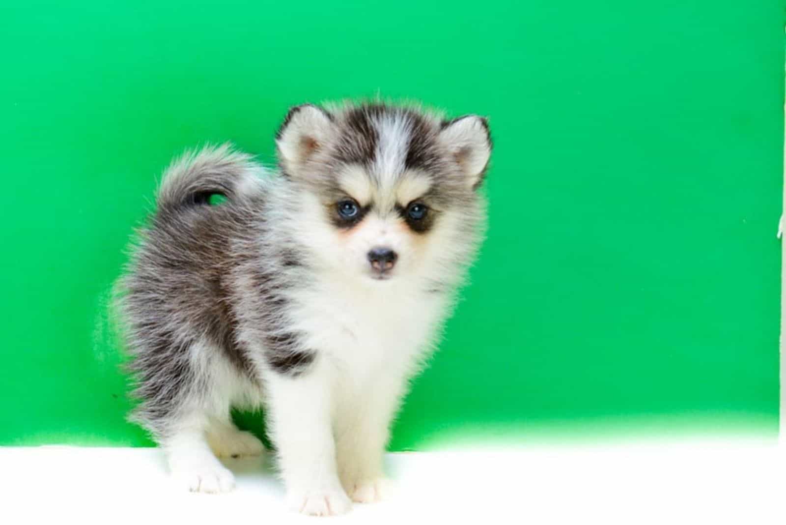 teacup pomsky - green background