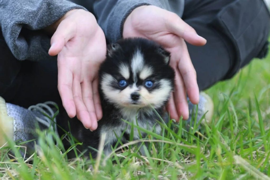 Teacup Pomsky All You Ever Wanted To Know About Them
