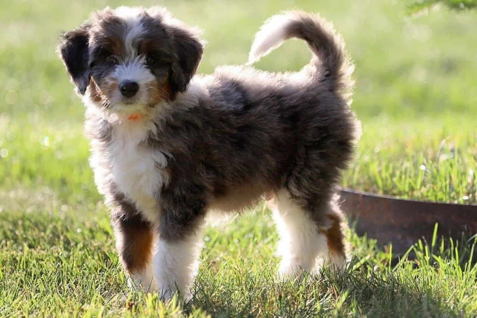 teddy bear bernedoodle