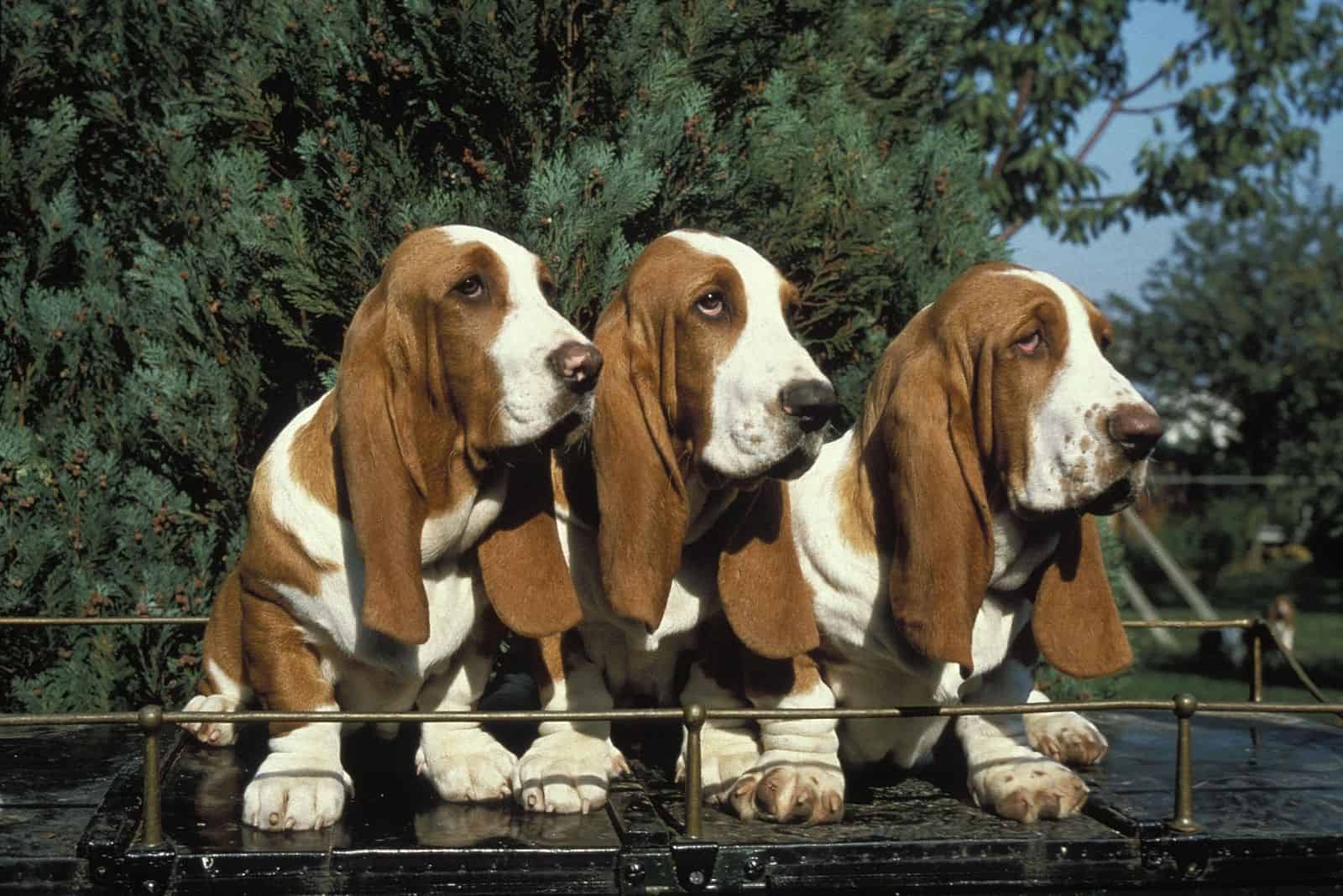 three basset hounds standing outdoors
